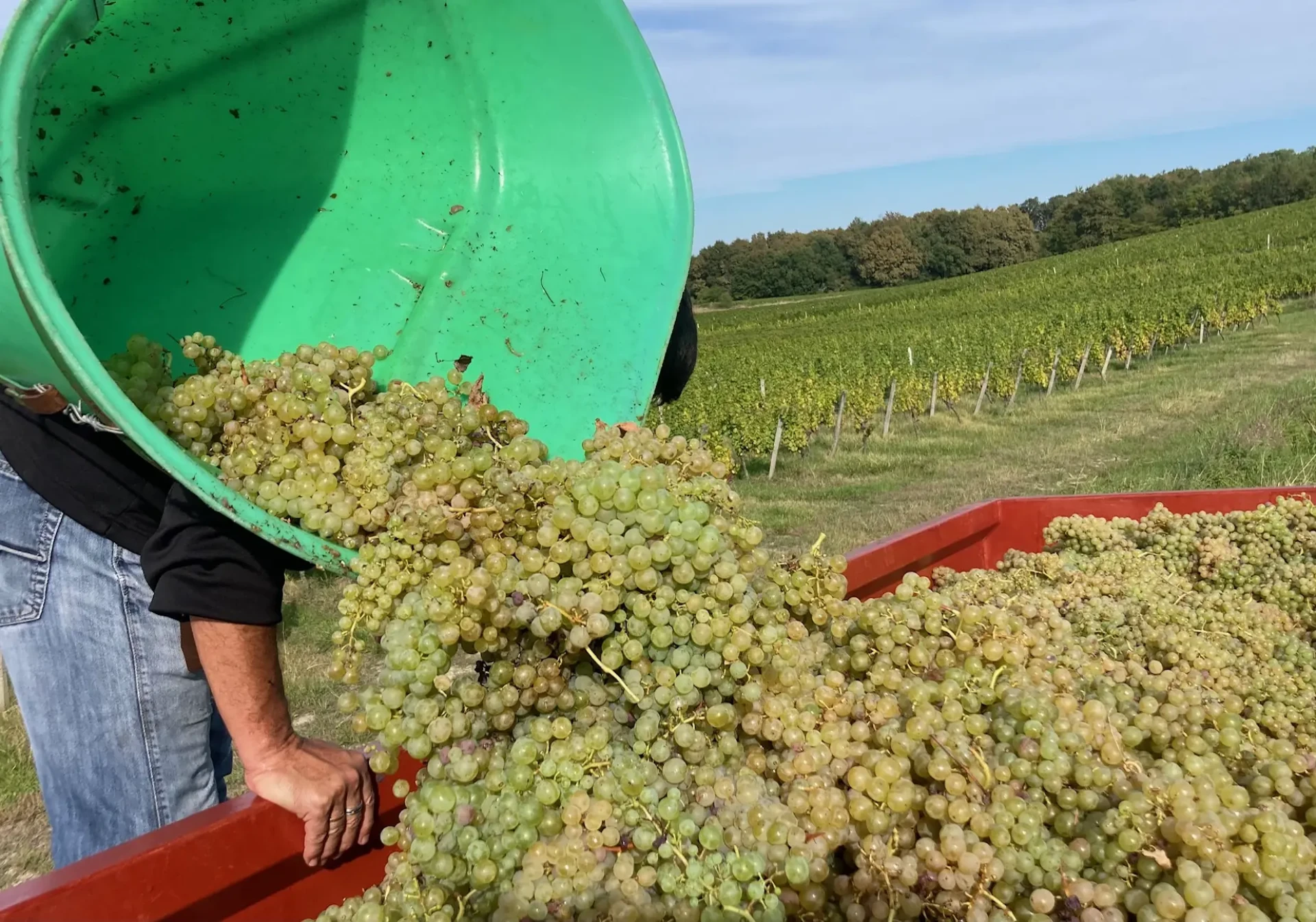 Vendanges blancs 2024